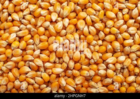 Dry raw corn kernels for making popcorn food background Stock Photo