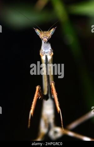 African stick mantis (Heterochaeta orientalis Stock Photo - Alamy