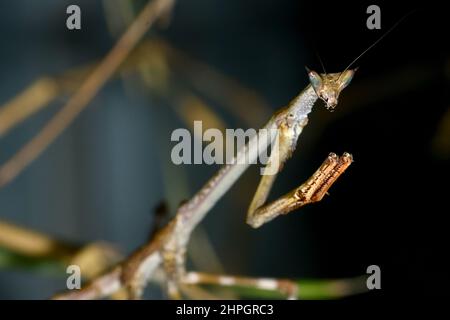 African Giant Stick Mantis, Cat Eyed Mantis, cat mantis, Heterochaeta ...