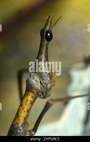 Horse-head grasshopper, Horsehead Grasshopper, stick grashoppers, jumping sticks, Pseudoproscopia latirostris, lófejű sáska Stock Photo