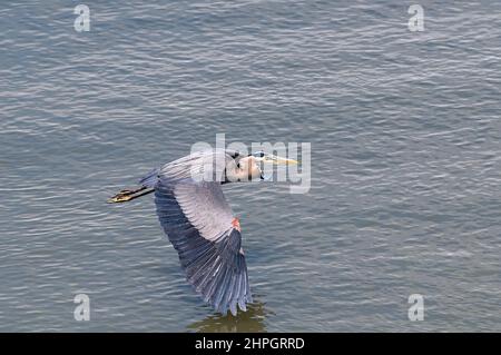 A Great Blue Heron (Ardea herodias) flying low over water. Stock Photo