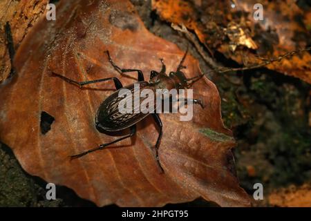 Closeup on the large brown Granulated carabid beetle, Carabus granulatus Stock Photo