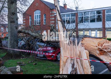 Northampton, UK. Weather. 21st Febuary 2022. Strong winds from storm Franklins blows down a large tree crushing 4 cars in Northampton School for Boys on Billing road. Credit: Keith J Smith./Alamy Live News. Stock Photo