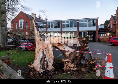 Northampton, UK. Weather. 21st Febuary 2022. Strong winds from storm Franklins blows down a large tree crushing 4 cars in Northampton School for Boys on Billing road. Credit: Keith J Smith./Alamy Live News. Stock Photo