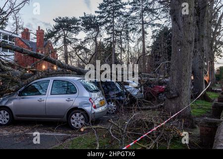 Northampton, UK. Weather. 21st Febuary 2022. Strong winds from storm Franklins blows down a large tree crushing 4 cars in Northampton School for Boys on Billing road. Credit: Keith J Smith./Alamy Live News. Stock Photo