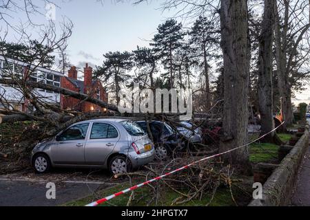 Northampton, UK. Weather. 21st Febuary 2022. Strong winds from storm Franklins blows down a large tree crushing 4 cars in Northampton School for Boys on Billing road. Credit: Keith J Smith./Alamy Live News. Stock Photo