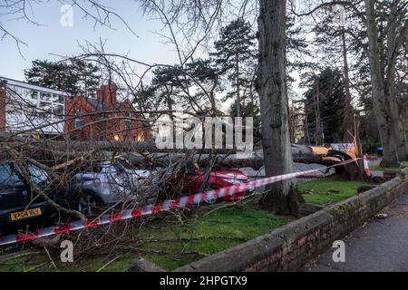 Northampton, UK. Weather. 21st Febuary 2022. Strong winds from storm Franklins blows down a large tree crushing 4 cars in Northampton School for Boys on Billing road. Credit: Keith J Smith./Alamy Live News. Stock Photo