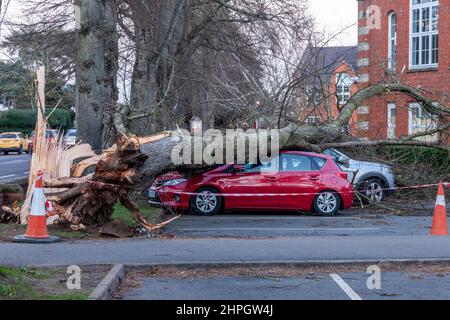 Northampton, UK. Weather. 21st Febuary 2022. Strong winds from storm Franklins blows down a large tree crushing 4 cars in Northampton School for Boys on Billing road. Credit: Keith J Smith./Alamy Live News. Stock Photo