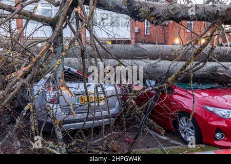 Northampton, UK. Weather. 21st Febuary 2022. Strong winds from storm Franklins blows down a large tree crushing 4 cars in Northampton School for Boys on Billing road. Credit: Keith J Smith./Alamy Live News. Stock Photo