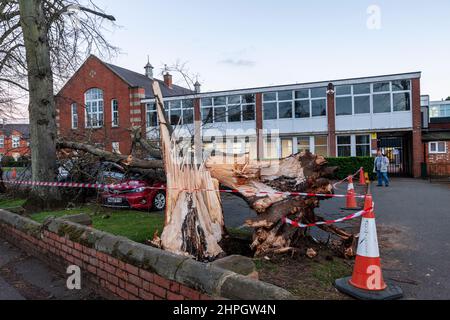 Northampton, UK. Weather. 21st Febuary 2022. Strong winds from storm Franklins blows down a large tree crushing 4 cars in Northampton School for Boys on Billing road. Credit: Keith J Smith./Alamy Live News. Stock Photo