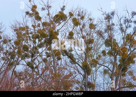 Viscum album or mistletoe is a hemiparasite on several species of trees Stock Photo