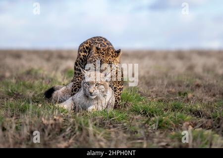 Leopard and lynx kitten together in the meadow. Stock Photo