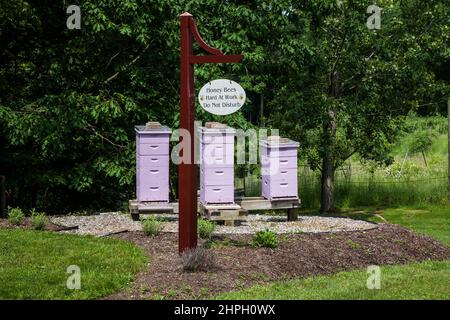 Three Lavender Beehive boxes collecting honey at Orchard View Lavender Farm, New Jersey, USA, NJ US save the bees, bee hotel Stock Photo