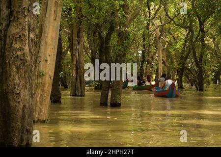Long boats or canoes paddling and exploring the floating flooded drowned forest trees in Cambodia Stock Photo