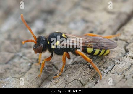 Closeup on a female Painted nomad bee, Nomada fucata sitting on a piece of wood Stock Photo