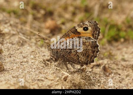 Closeup on a Grayling butterfly, Hipparchia semele sitting with closed wings Stock Photo