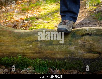 Hiking shoe on an old, mossy fallen tree trunk, tourist crossing over an obstacle during adventure in the forest Stock Photo