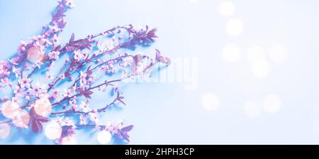 Pink spring cherry blossom with copy space Stock Photo