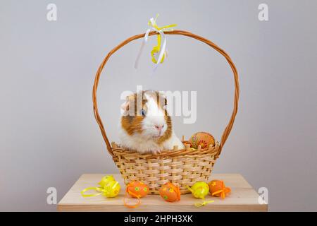Live Guinea Pig in a wicker basket decorated in Easter motif with colored eggs. Stock Photo