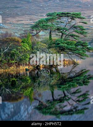 Pine Island,Derryclare Lake ,Connemara ,County Galway ,Ireland. Stock Photo