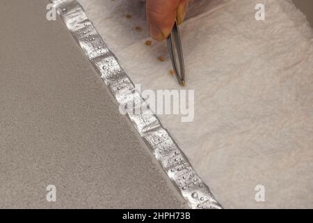 Close up technological view of  processing of soaking tomato seeds for germination. Sweden. Stock Photo