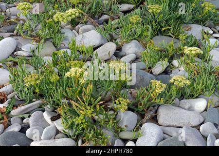 Crithmum maritimum (rock samphire) is a succulent halophytic species found on coastal shingle and rocks. Stock Photo
