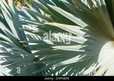 Tropical palm tree green leaves With beautiful shadows as background. Natural eco background of exotic palm leaves plant foliage texture. Creative Stock Photo