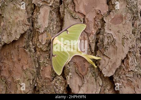 Luna Moth Stock Photo