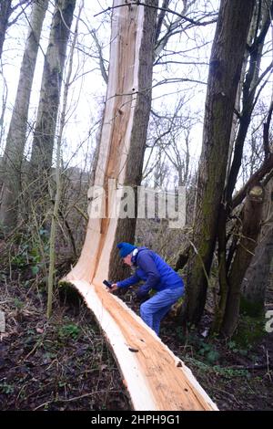 Manchester, UK, 21st February, 2022. Storm Franklin's strong winds have downed a large tree in Sale Water Park, Trafford, Greater Manchester, UK, as the torrential rain and violent gales ease. Credit: Terry Waller/Alamy Live News Stock Photo