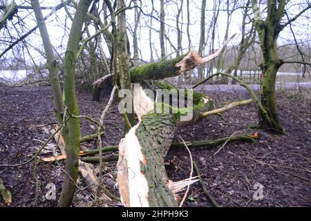 Manchester, UK, 21st February, 2022. Storm Franklin's strong winds have downed a large tree in Sale Water Park, Trafford, Greater Manchester, UK, as the torrential rain and violent gales ease. Credit: Terry Waller/Alamy Live News Stock Photo