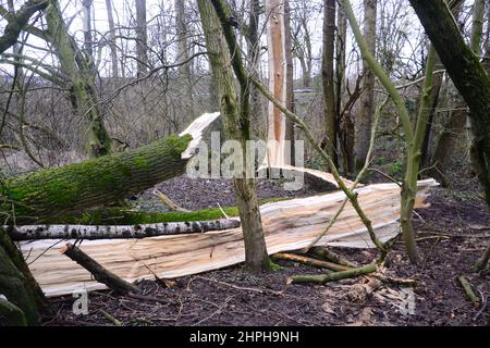 Manchester, UK, 21st February, 2022. Storm Franklin's strong winds have downed a large tree in Sale Water Park, Trafford, Greater Manchester, UK, as the torrential rain and violent gales ease. Credit: Terry Waller/Alamy Live News Stock Photo