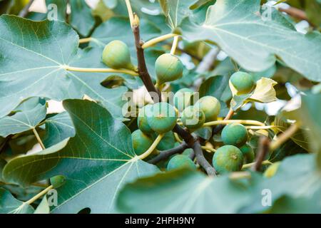 Ripe green Fig tree fruit On Fig tree in garden. Fig harvest in Summer time on eco farm.  Stock Photo