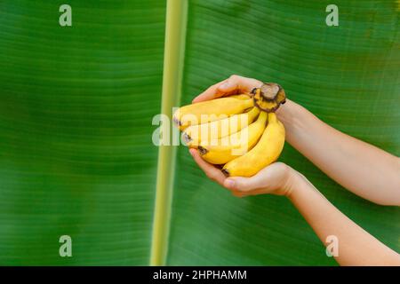 Organic fresh yellow bananas in female hands against background of banana leaf of banana palm in tropical garden with copy space. Woman farmer holding Stock Photo