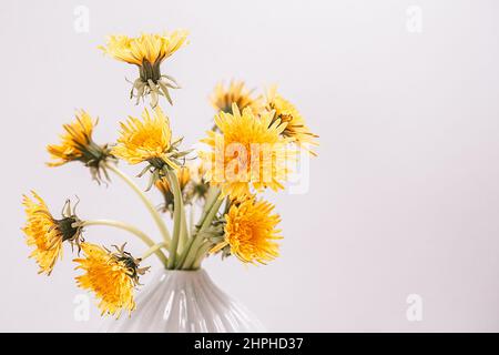 Yellow dandelions in vase on white background, close up, copy space. Bouquet sunny wildflowers dandelions in ceramic vase in bright background Stock Photo