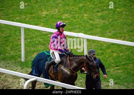 Ascot, Berkshire, UK. 19th February, 2022. Horse Annual Invictus ridden by jockey Tom Cannon after riding in the Bateaux London Reynoldstown Novices' Steeple Chase at Ascot. Credit: Maureen McLean/Alamy Stock Photo