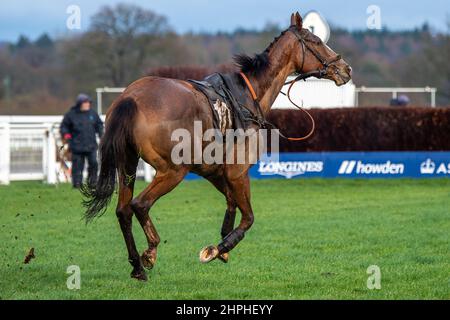 Ascot, Berkshire, UK. 19th February, 2022. A horse breaks free and decides to run his own race. Credit: Maureen McLean/Alamy Stock Photo
