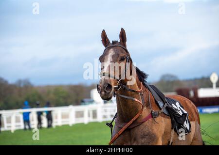 Ascot, Berkshire, UK. 19th February, 2022. A horse breaks free and decides to run his own race. Credit: Maureen McLean/Alamy Stock Photo