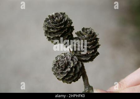 Three little pine-cones on a branch Stock Photo