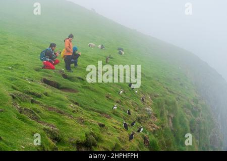 Atlantic puffin (Fratercula arctica), Mykines Island, Faroe Islands, Denmark. Stock Photo