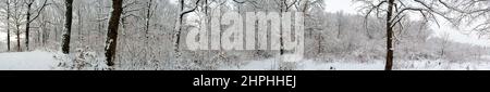 Panorama of winter forest and blue beautiful sky Stock Photo