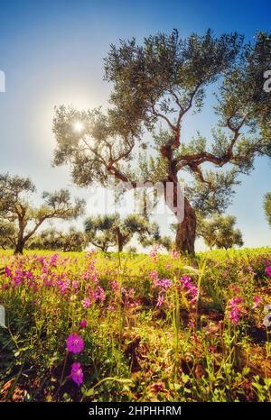 Fantastic views of the garden with blue sky. Mediterranean climate. Gorgeous and picturesque scene. Location Sicily island, Italy, Europe. Beauty worl Stock Photo