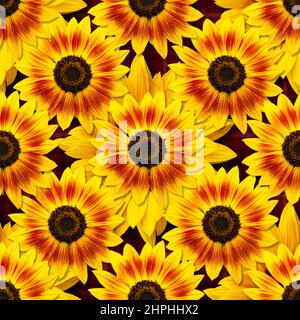 Dwarf Music Box Sunflowers flowers seamless pattern design on dark red background. Can be tiled Stock Photo