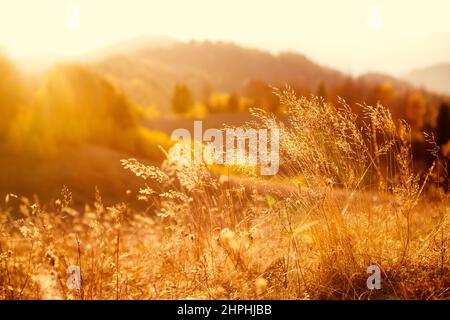 Majestic field in the sunlight. Dramatic and picturesque morning scene. Warm toning effect. Retro and vintage style, soft filter. Carpathians. Ukraine Stock Photo