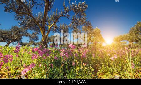 Fantastic views of the garden with blue sky. Mediterranean climate. Gorgeous and picturesque scene. Location Sicily island, Italy, Europe. Beauty worl Stock Photo