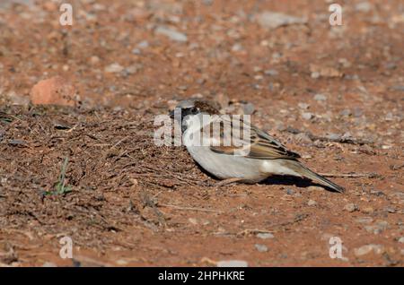 House Sparrow, Passer domesticus, male foraging on ground Stock Photo