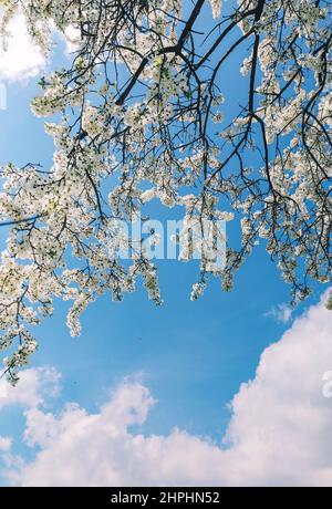blue bright sky and branches of cherry blossom tree with white flowers Stock Photo