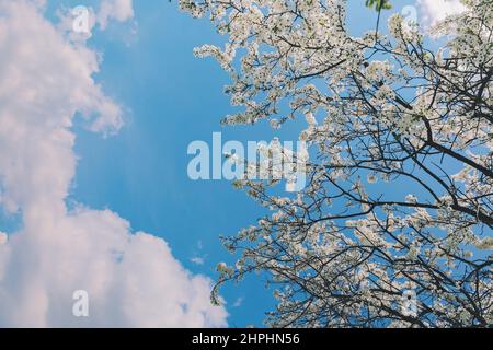 blossom cherry tree, white bloom flowers in branches and cloudy sky Stock Photo