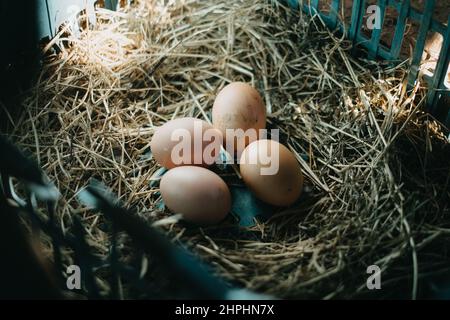 Fresh bio eggs in straw nest at home Stock Photo