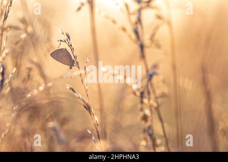 Icarus buttefly in morning light Stock Photo