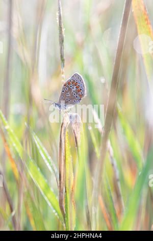 Icarus buttefly in morning light Stock Photo